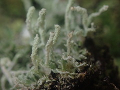 Cladonia cucullata