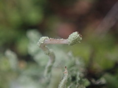 Cladonia cucullata