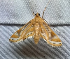 Lepidoptera