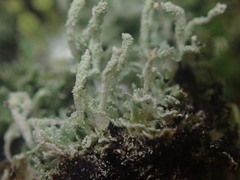 Cladonia cucullata