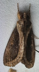 Lepidoptera