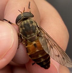 Tabanus limbatinevris
