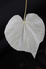 Abutilon reventum