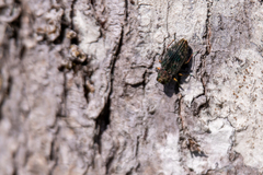 Chrysobothris femorata