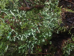 Cladonia cucullata
