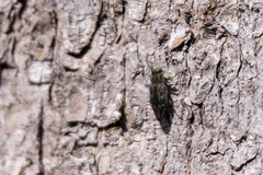 Chrysobothris femorata