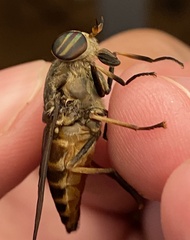 Tabanus limbatinevris