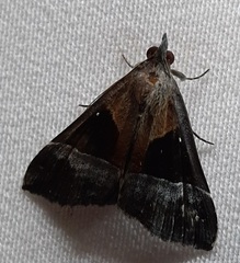 Lepidoptera