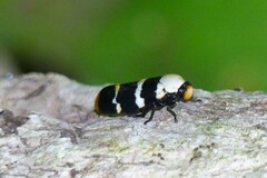 Phymatostetha semele