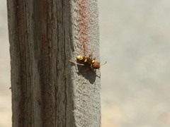 Xylotrechus insignis