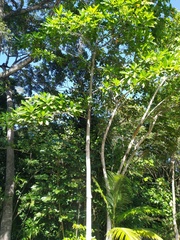 Alstonia muelleriana