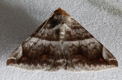 Lepidoptera