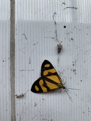Lepidoptera