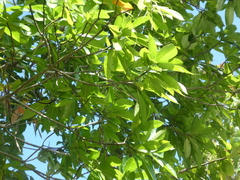 Alstonia muelleriana