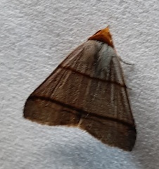 Lepidoptera
