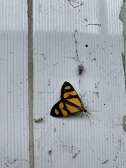 Lepidoptera