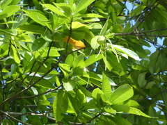 Alstonia muelleriana