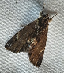 Lepidoptera