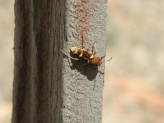 Xylotrechus insignis