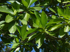 Alstonia muelleriana