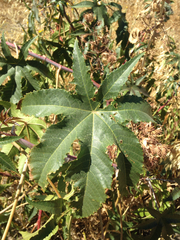 Ricinus communis