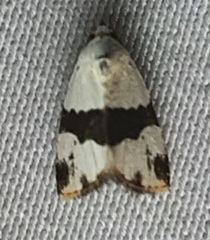 Maliattha ruptifascia