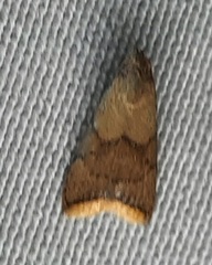 Lepidoptera