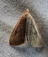 Lepidoptera
