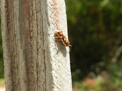 Xylotrechus insignis
