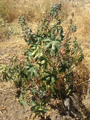 Ricinus communis
