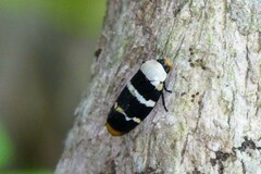 Phymatostetha semele
