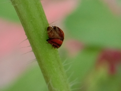 Cheilomenes propinqua