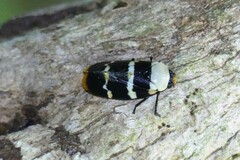 Phymatostetha semele