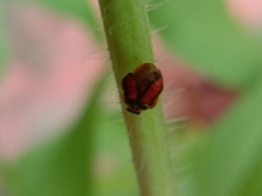 Cheilomenes propinqua