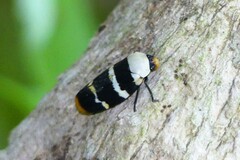 Phymatostetha semele