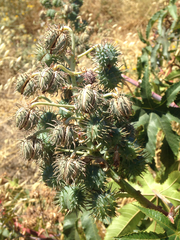 Ricinus communis