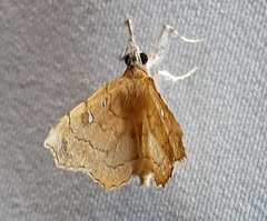 Lepidoptera