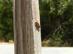 Xylotrechus insignis
