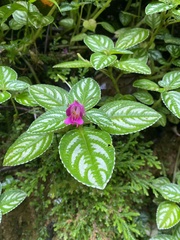 Impatiens marianae