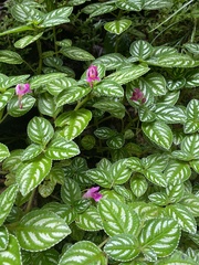 Impatiens marianae