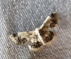 Idaea macrospila