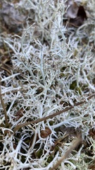 Thamnolia vermicularis