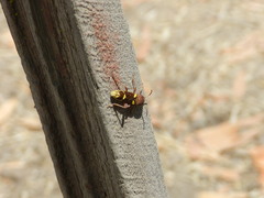 Xylotrechus insignis