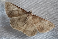 Lepidoptera