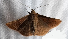 Lepidoptera