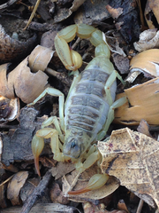 Paruroctonus silvestrii