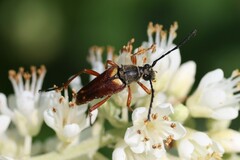 Typocerus acuticauda