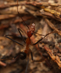 Leptomyrmex varians