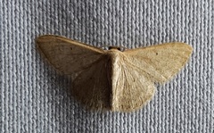 Lepidoptera