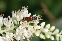 Typocerus acuticauda